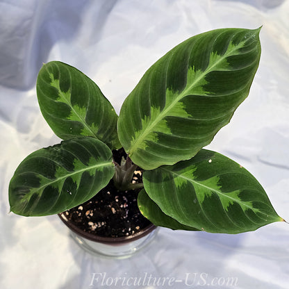 Top view of a rare unique Calathea Warscewiczii plant showcasing its soft patterned velvet leaves spread wide