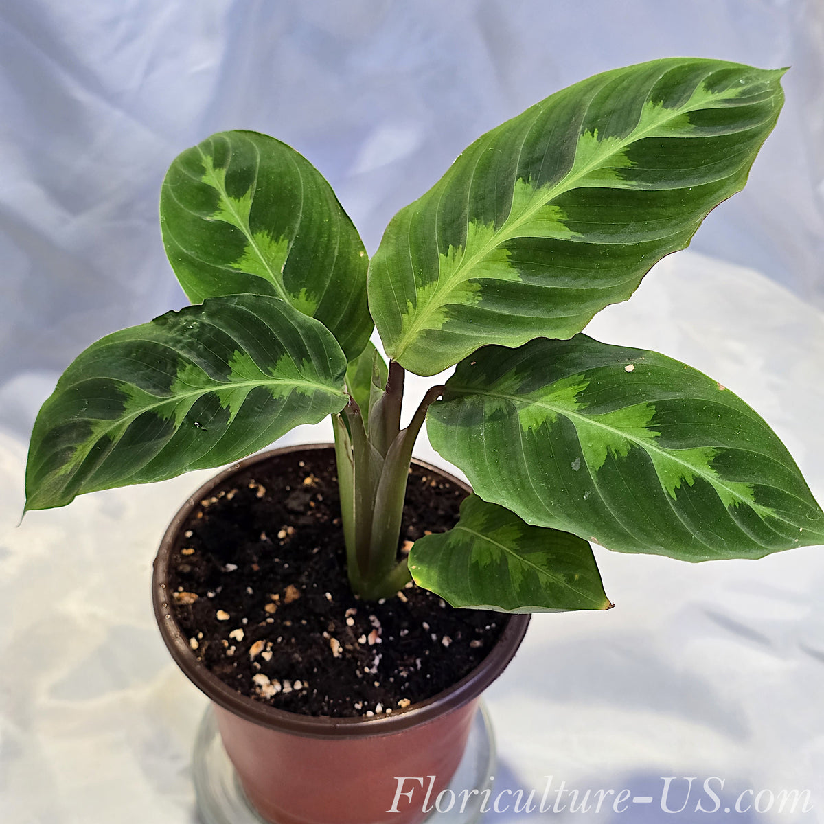 Rare and unique live Calathea Warscewiczii plant with large soft patterned velvet leaves