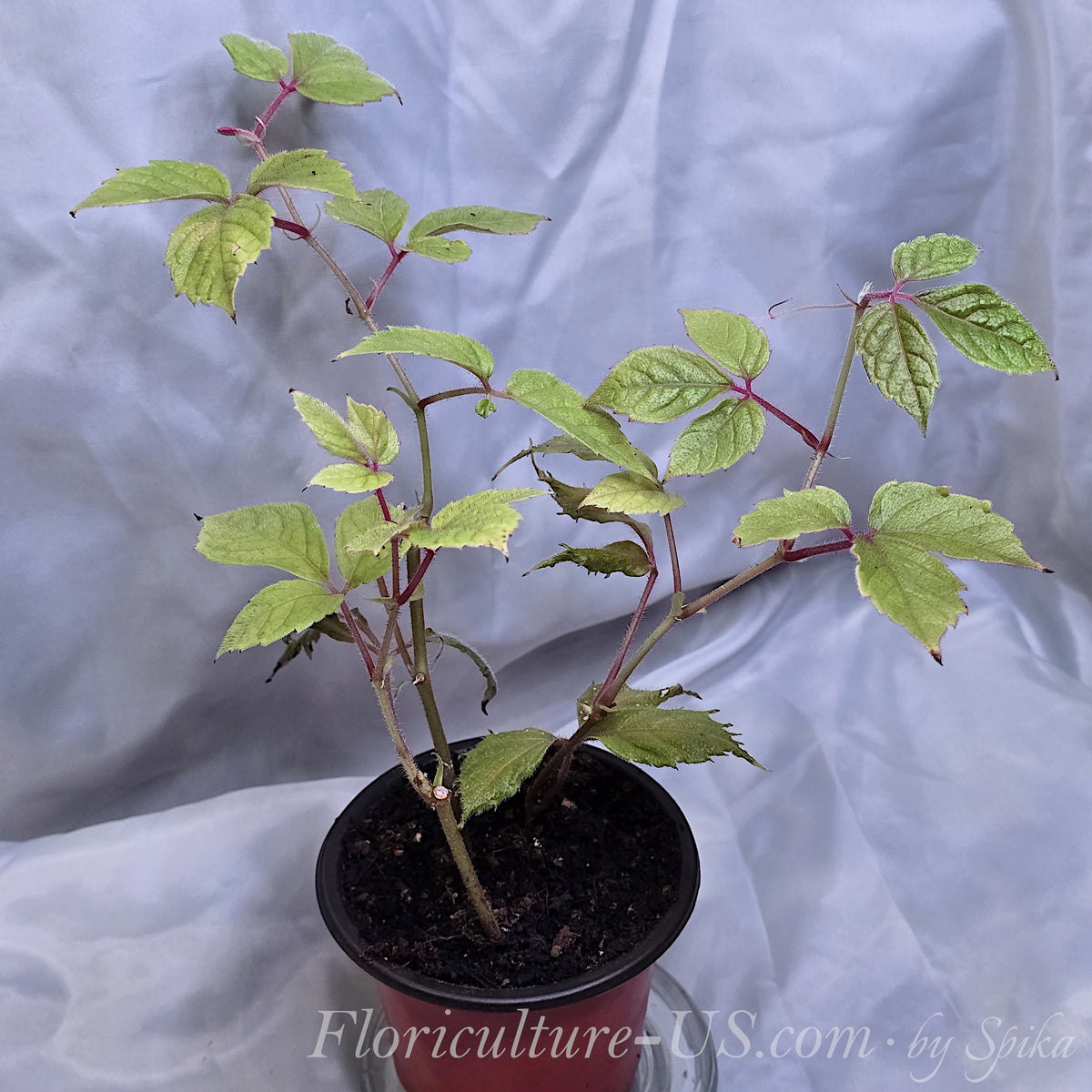 Rare Cissus adenopoda Cyphostemma rooted plant in a 3.5 inch pot with vibrant pink stems and lime green velvet leaves for sale.