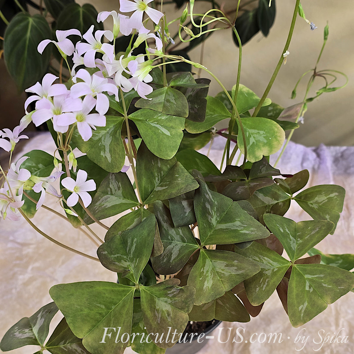 Rare green Oxalis triangularis Fanny plant in full bloom with clusters of delicate pale pink star-shaped flowers.