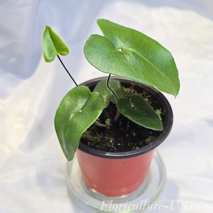 Healthy established rare Heart Fern live plant ideal for indoor rooms terrariums and tropical vivariums