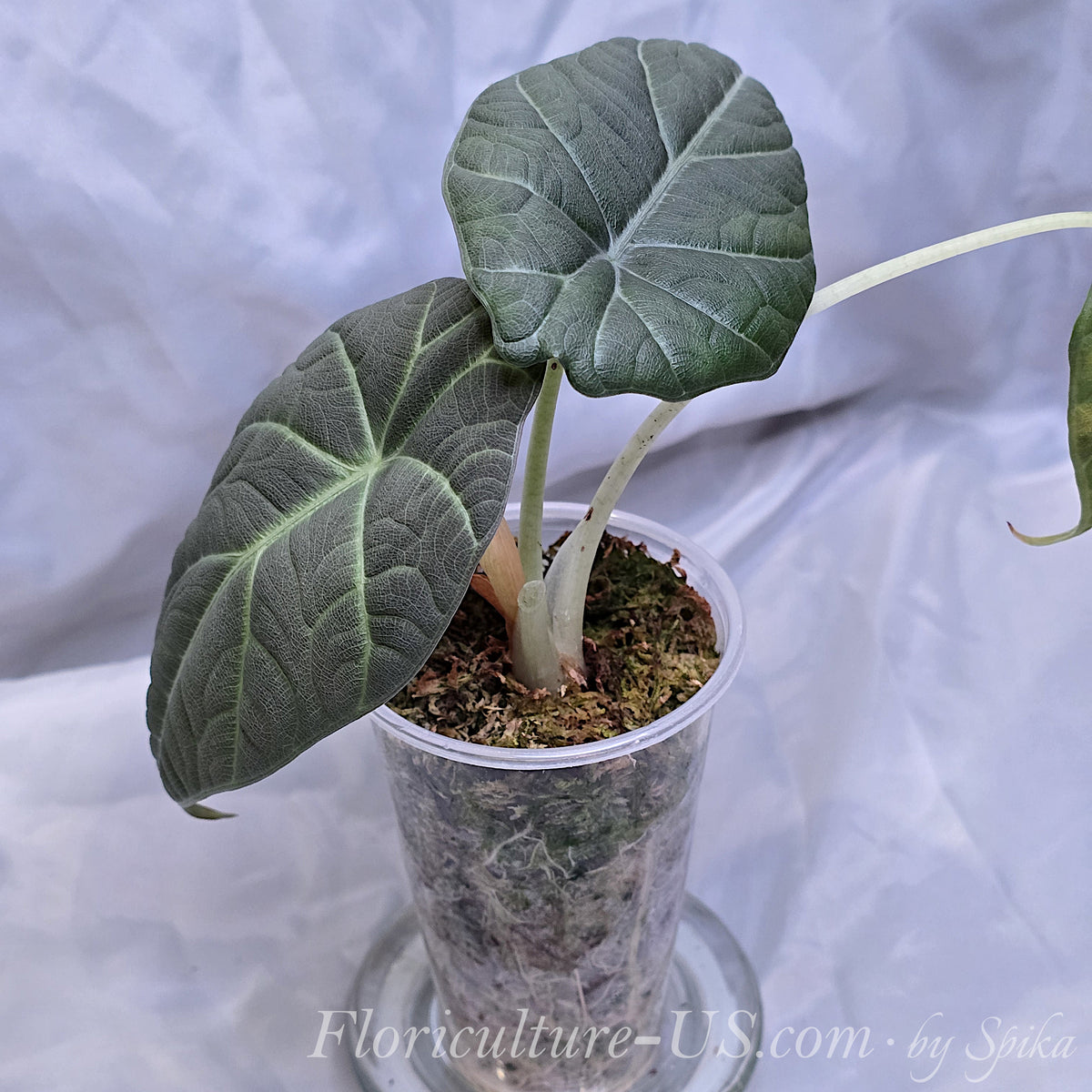 Side view of a healthy rare jewel Alocasia Maharani growing in a 3 inch clear plastic cup for sale