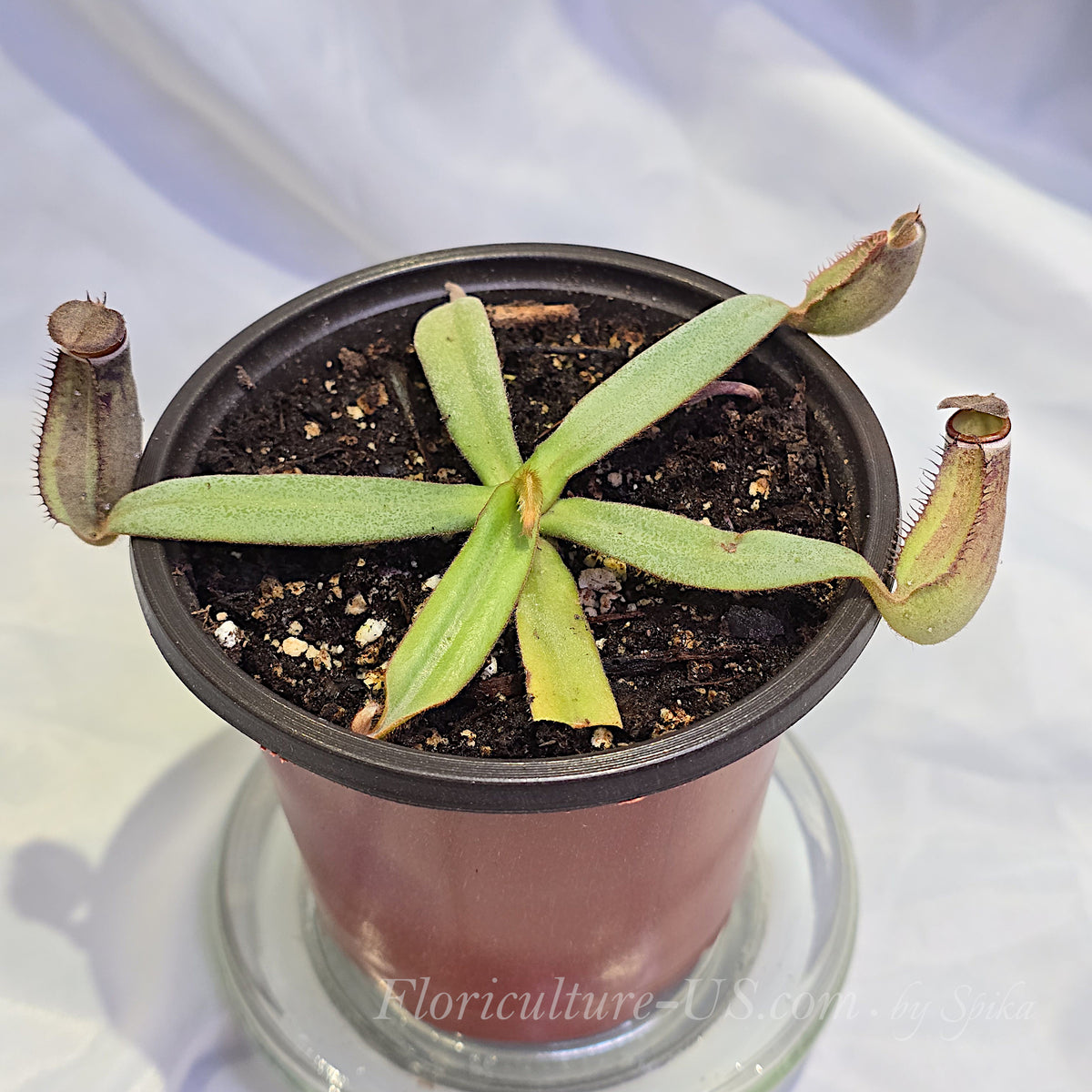 Top view of a healthy Nepenthes albomarginata Kuching Spotted carnivorous plant in a nursery pot with developing dark speckled pitchers.