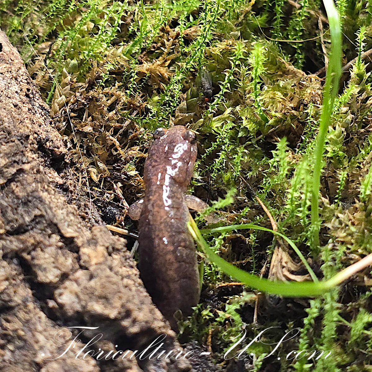 Red-backed salamander feeding on live flightless Drosophila Hydei fruit fly.