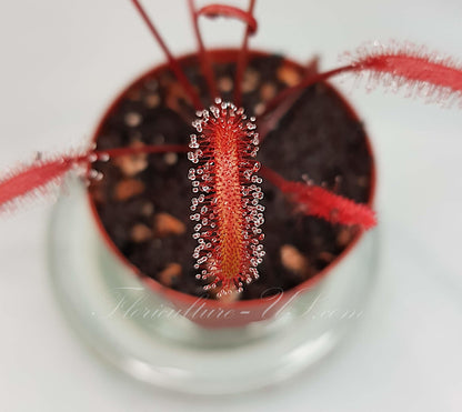 Sticky tentacles of an all-red Drosera Capensis carnivorous plant that is hardy and simple to cultivate.