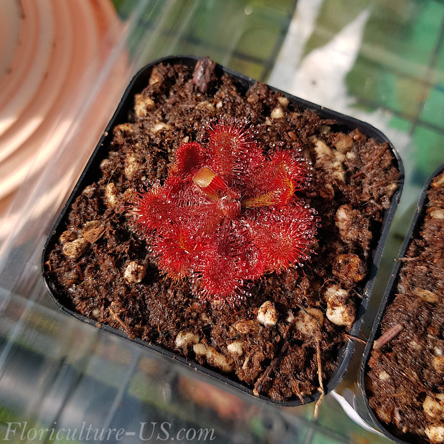 Top view of Drosera Spatulata Ivan's 3-Way showing a flat red rosette