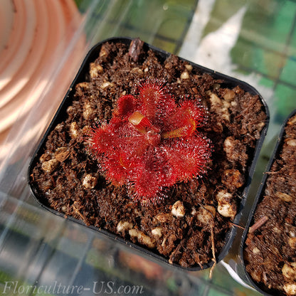 Top view of Drosera Spatulata Ivan's 3-Way showing a flat red rosette