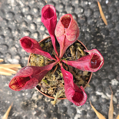 Top view of red Sarracenia purpurea venosa pitcher plant.