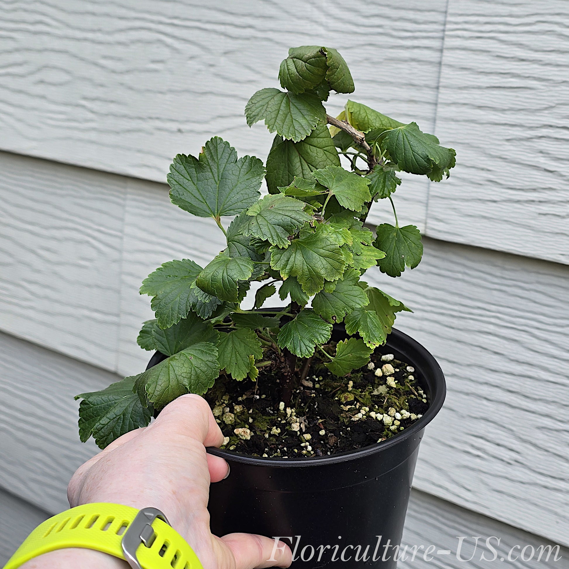 Hand holding a large 6 inch pot with an established 6 inch tall Ribes rubrum bush