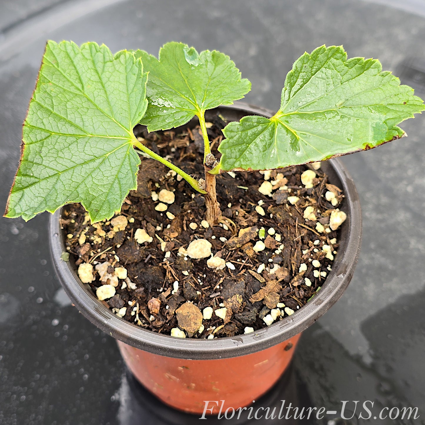Starter rooted cutting of Ribes rubrum Red Currant plant in a 3.5 inch pot
