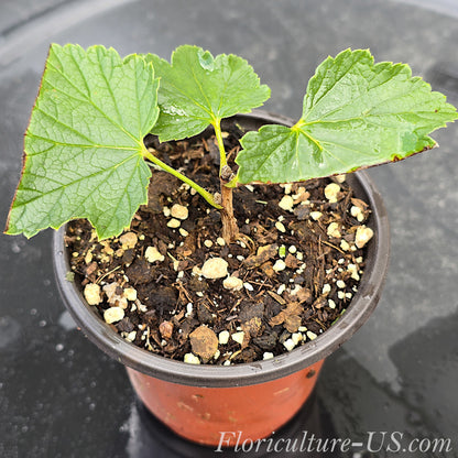 Starter rooted cutting of Ribes rubrum Red Currant plant in a 3.5 inch pot