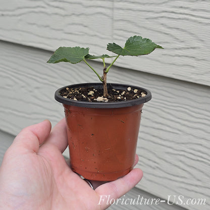 Hand holding a small 3.5 inch pot with a young rooted Ribes rubrum starter plant