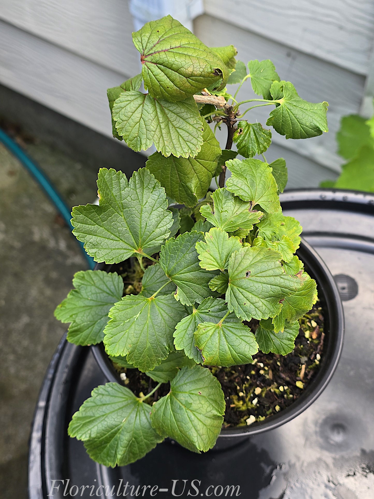 Close-up view of lush healthy green foliage on a mature potted Red Currant fruit plant