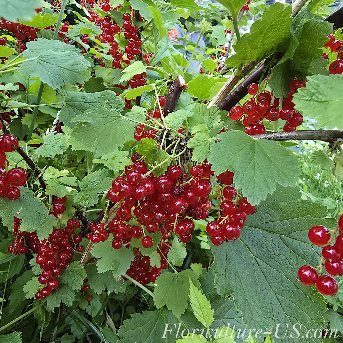 Clusters of juicy bright red ripe berries hanging on a Ribes rubrum bush branch
