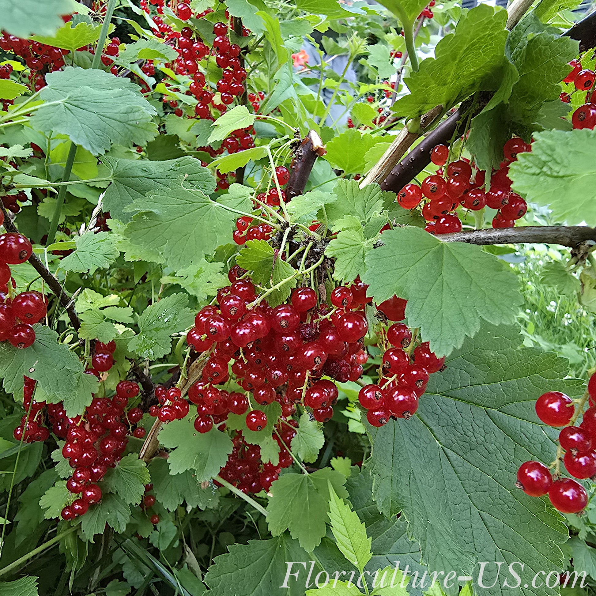 Clusters of juicy bright red ripe berries hanging on a Ribes rubrum bush branch