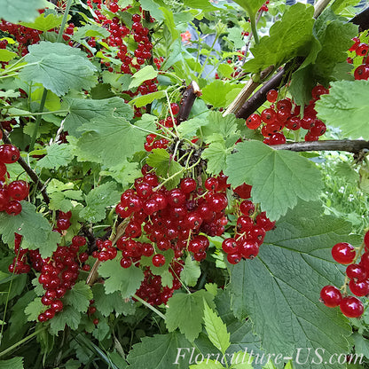 Clusters of juicy bright red ripe berries hanging on a Ribes rubrum bush branch