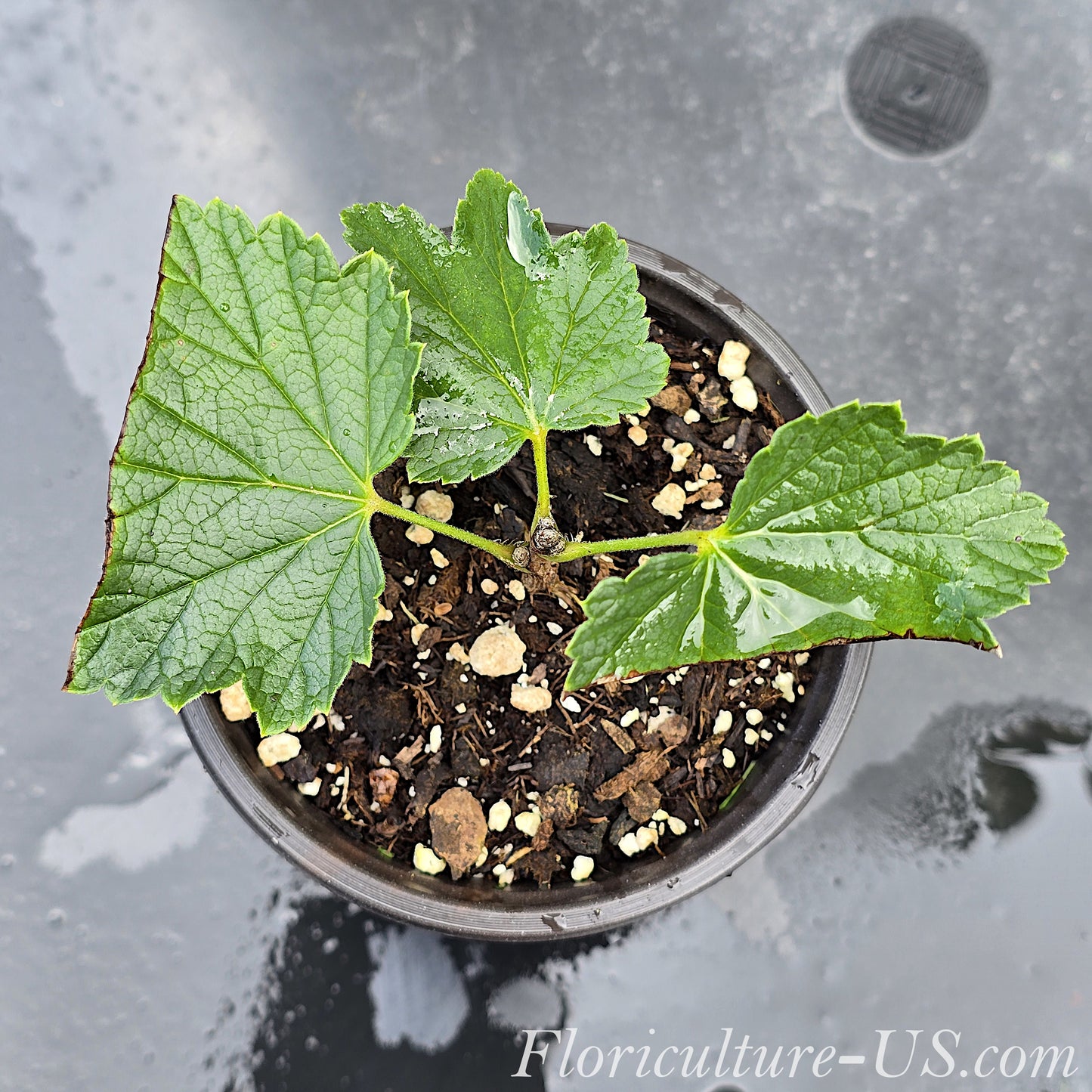 Close-up view of healthy green leaves on a young potted Red Currant plant cutting