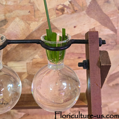 Propagating umbrella plant cuttings upside down in a glass of water.