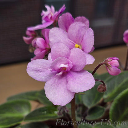 Close-up macro shot of delicate pink Rose Miniature African Violet flower petals
