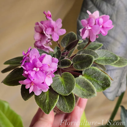 A hand holding a blooming Rose Miniature African Violet (Saintpaulia) mother plant with delicate rose-colored flowers and fuzzy green leaves, from Floriculture-US.com