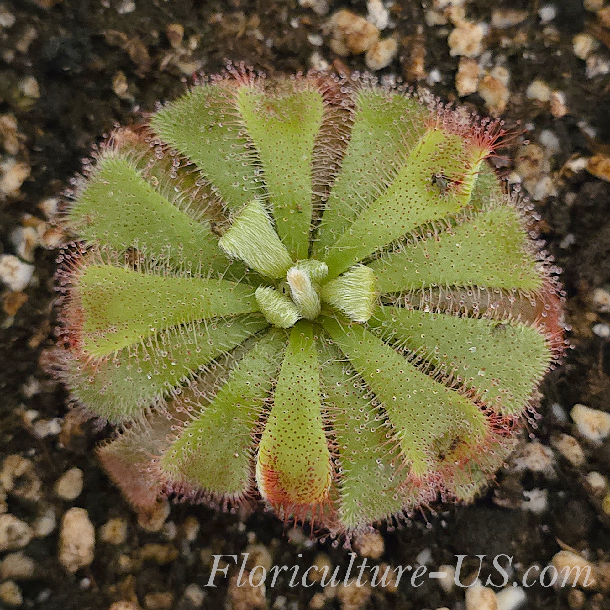 Compact rosette-forming sub-tropical sundew species ideal for indoor room conditions and hobby plant collections.