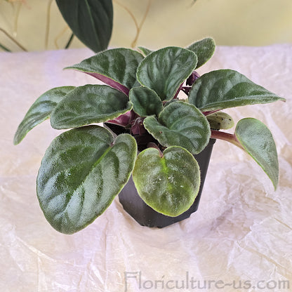 Well-rooted Saintpaulia baby plug mature and ready to bloom