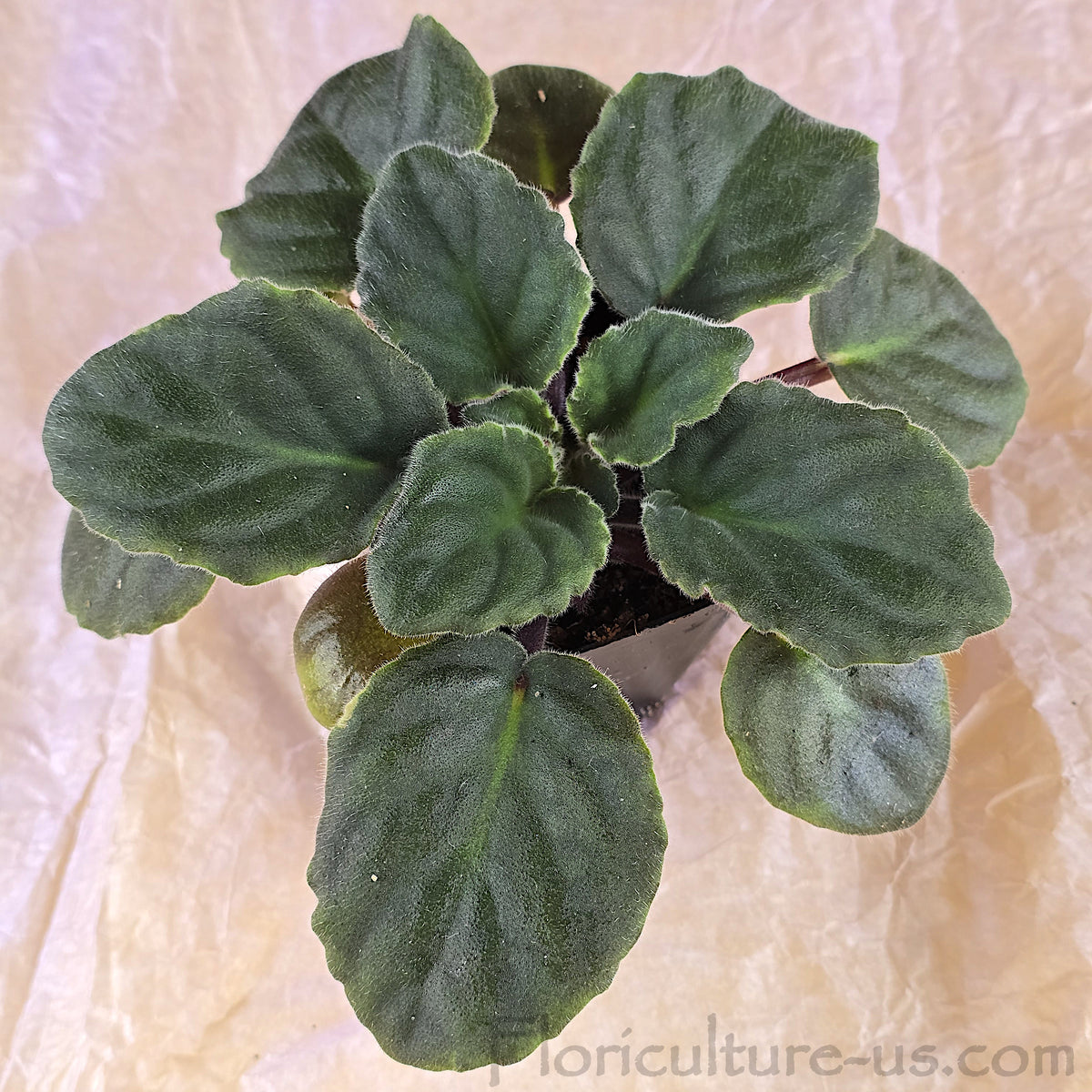 Well-rooted Saintpaulia baby plug with rich dark green leaves