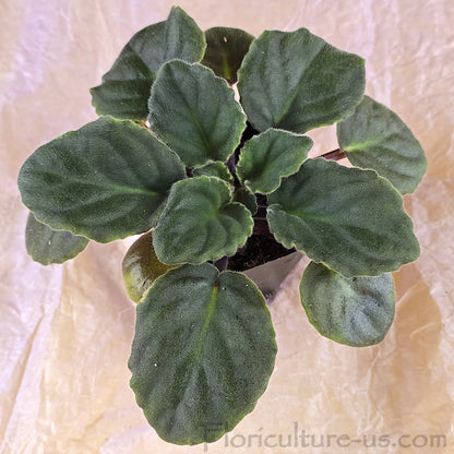 Well-rooted Saintpaulia baby plug with rich dark green leaves
