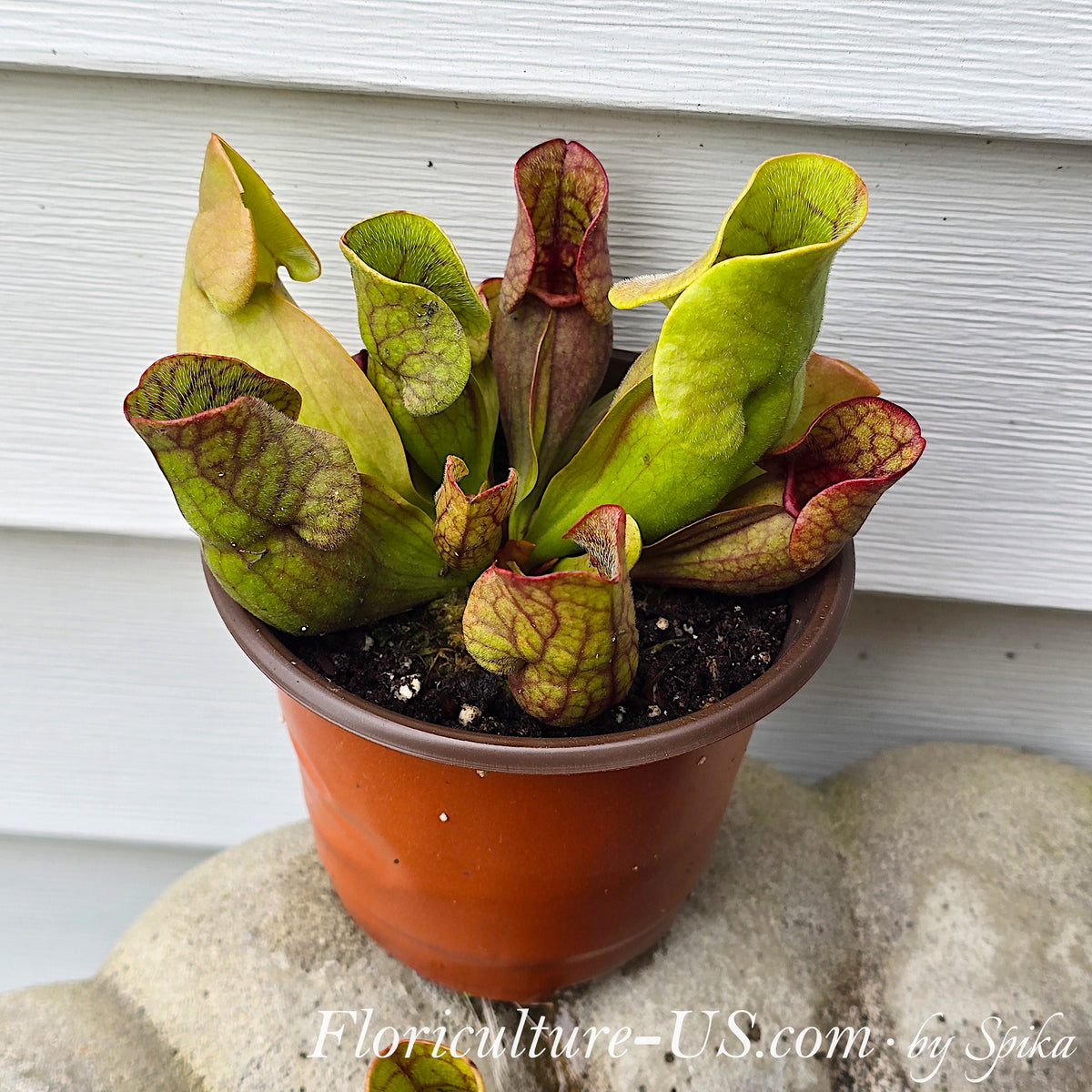 Sarracenia purpurea carnivorous pitcher plant in a pot for sale.