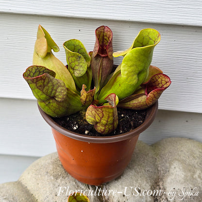 Sarracenia purpurea carnivorous pitcher plant in a pot for sale.