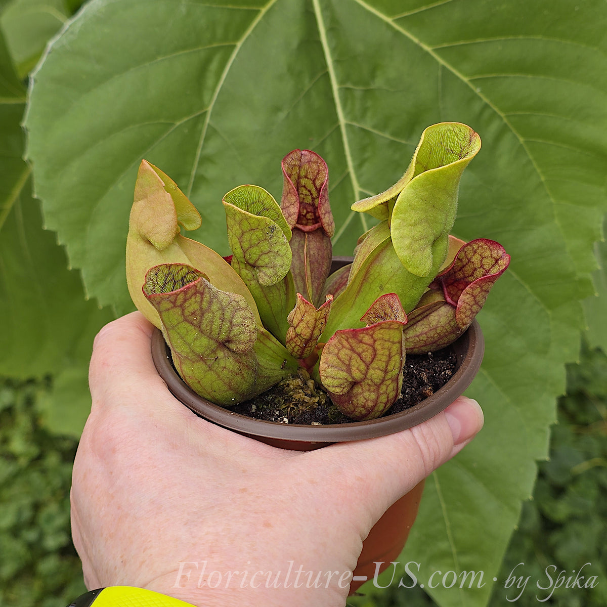 Hand holding a potted Sarracenia purpurea plant outdoors.