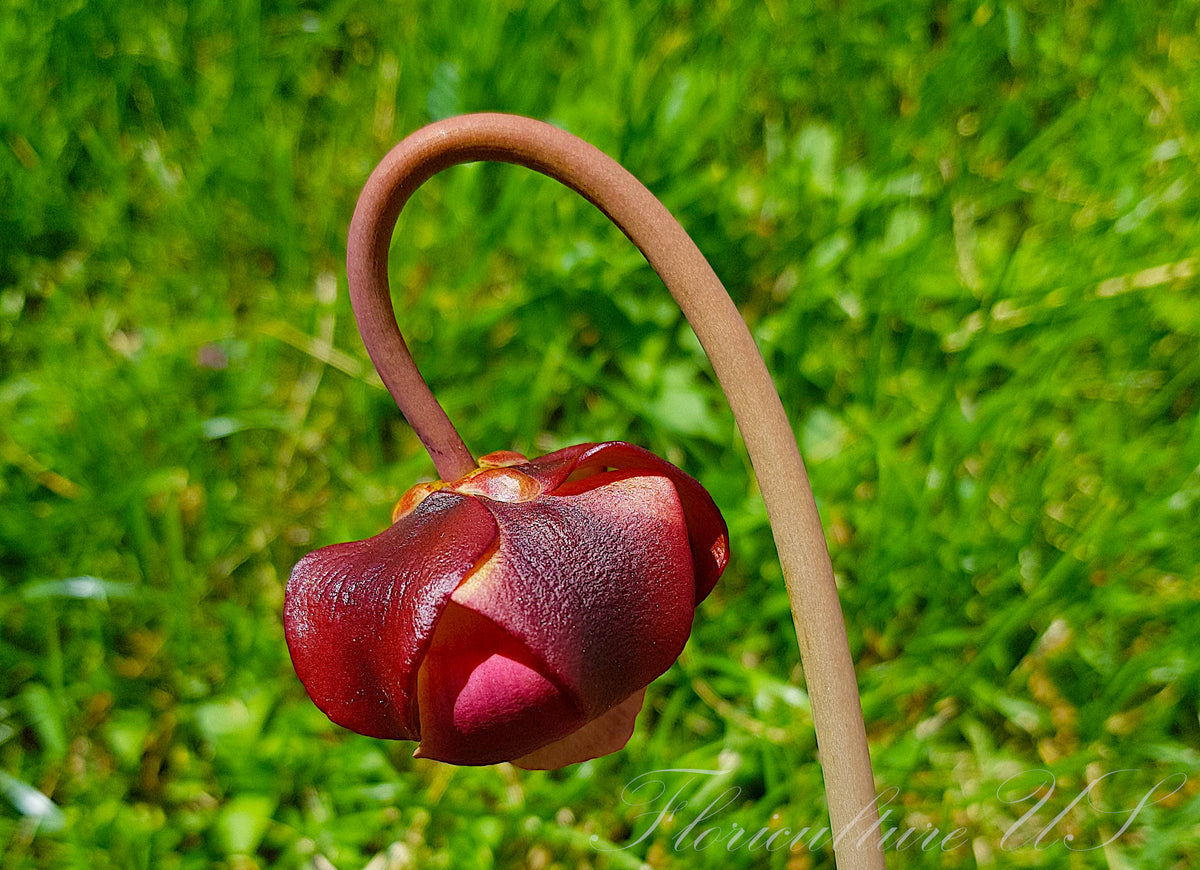 Unique dark red and purple flower growing on a stalk of Sarracenia Purpurea