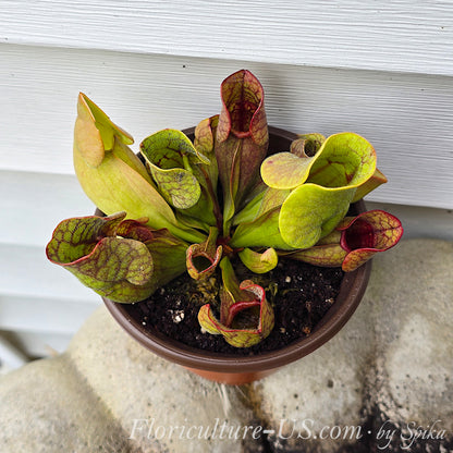 Top view of Sarracenia purpurea pitcher plant showing veins.