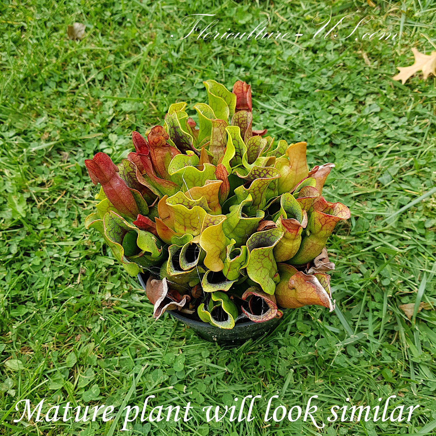 Top view of Sarracenia Purpurea ssp. Venosa low-growing compact rosette