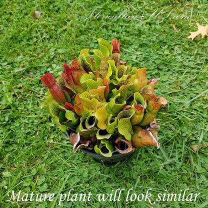 Top view of Sarracenia Purpurea ssp. Venosa low-growing compact rosette