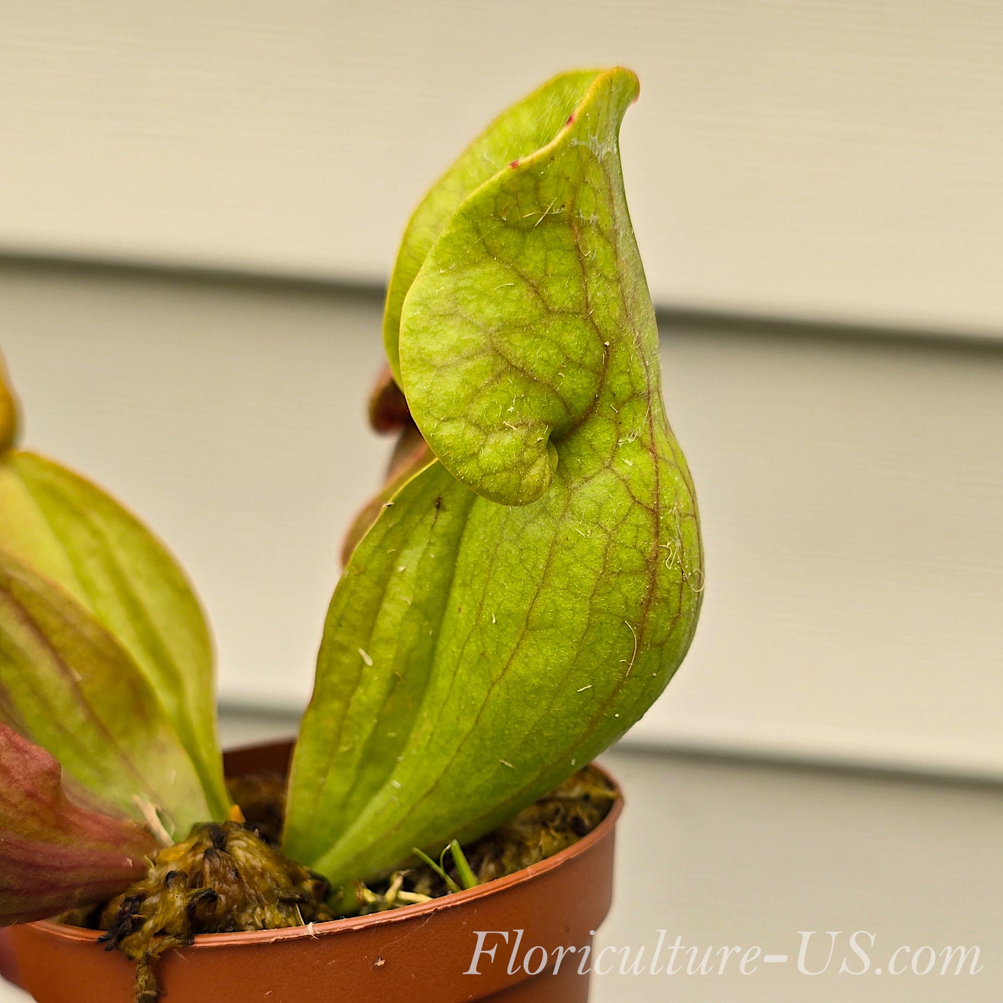 Close-up of fuzzy pubescent outer surface on a Sarracenia Purpurea Venosa pitcher