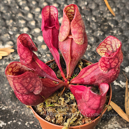 Sarracenia purpurea subsp. venosa 'Red' in a 2 inch pot for sale.