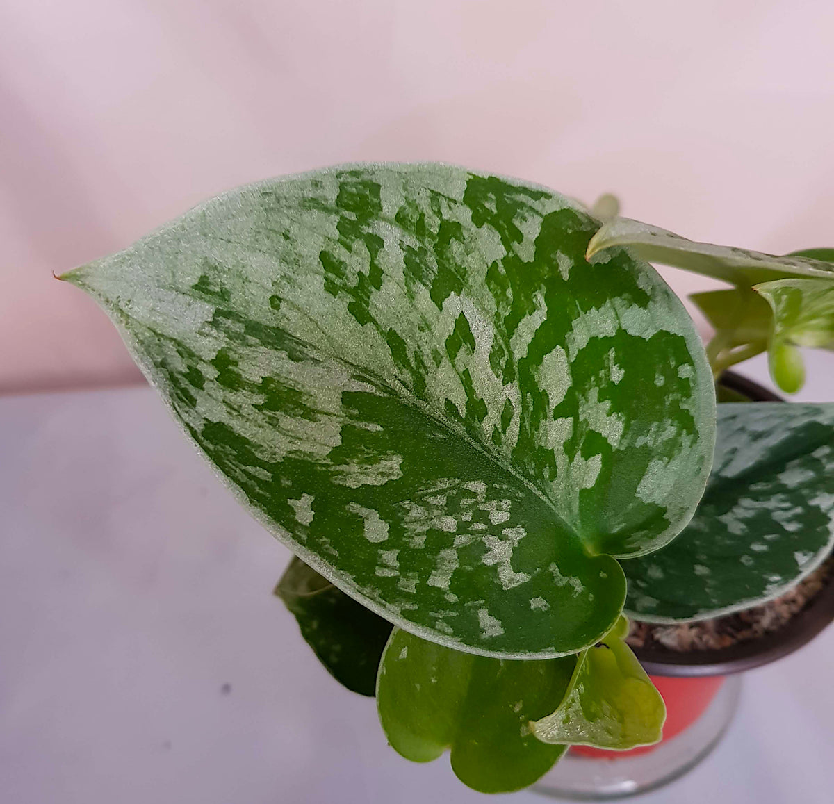 Close-up shot of velvety dark green foliage of a Satin Pothos vine