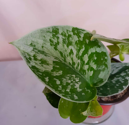 Close-up shot of velvety dark green foliage of a Satin Pothos vine
