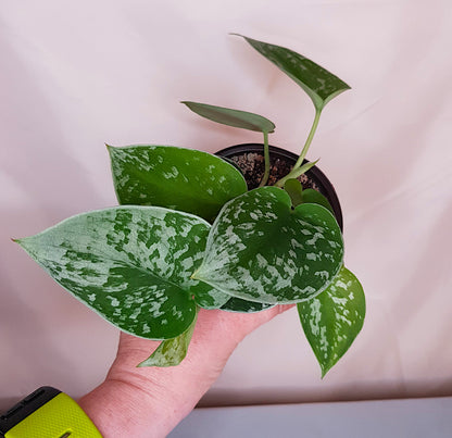 Close-up of heart-shaped leaves of Scindapsus Pictus with silver variegation