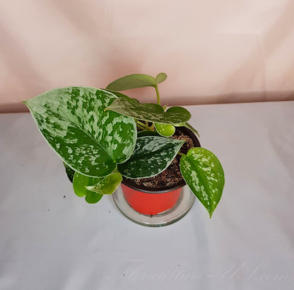 Scindapsus Pictus Satin Pothos live houseplant growing in a pot