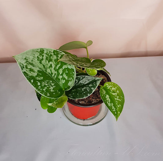 Scindapsus Pictus Satin Pothos live houseplant growing in a pot