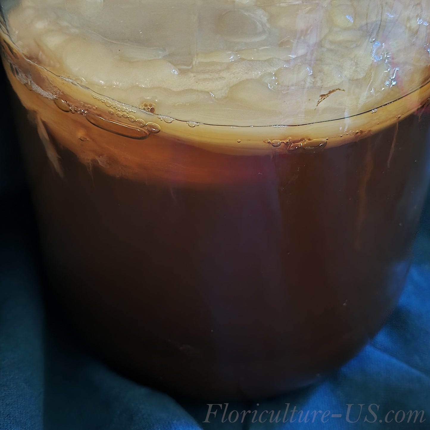 Kombucha SCOBY