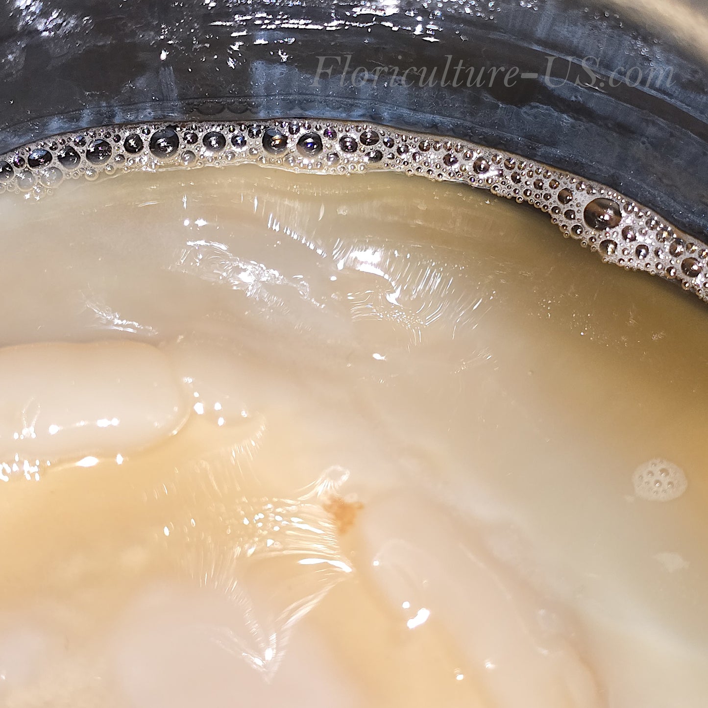 Kombucha SCOBY
