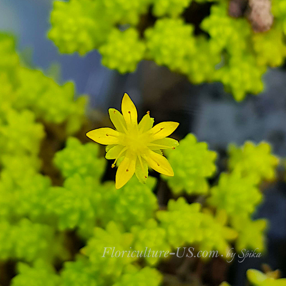 Macro close-up of a bright yellow star-shaped flower blooming over Sedum Tokyo Sun foliage.