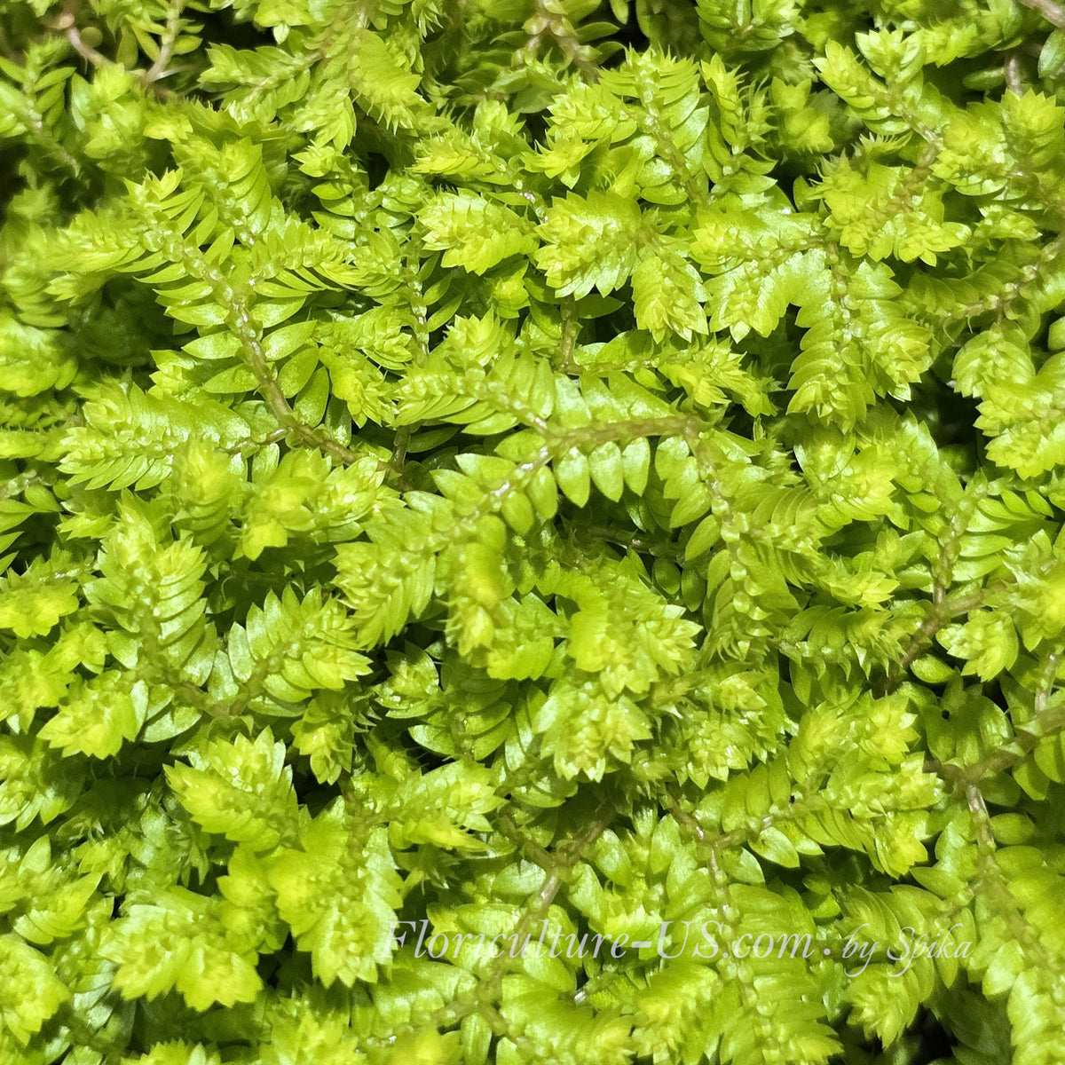 Close-up texture of vibrant chartreuse leaves on a Golden Krauss Spikemoss.