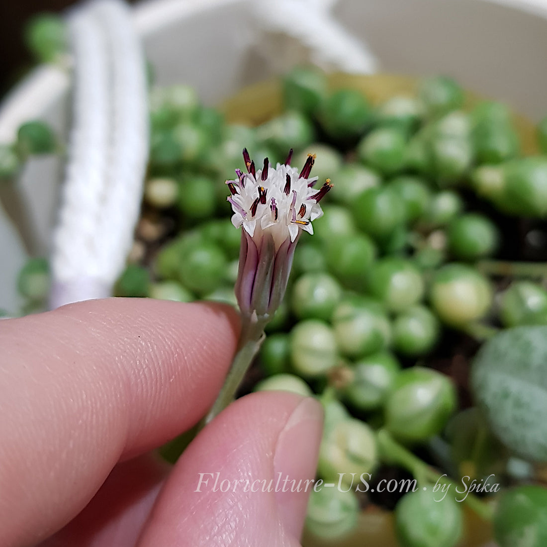 Blooming variegated string of pearls plant with a small white brush-like flower.