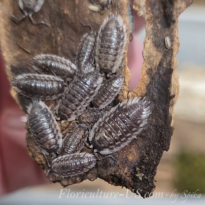 Close-up of a premium shiny woodlice Oniscus asellus bioactive starter pack colony clustered on a piece of cork bark.