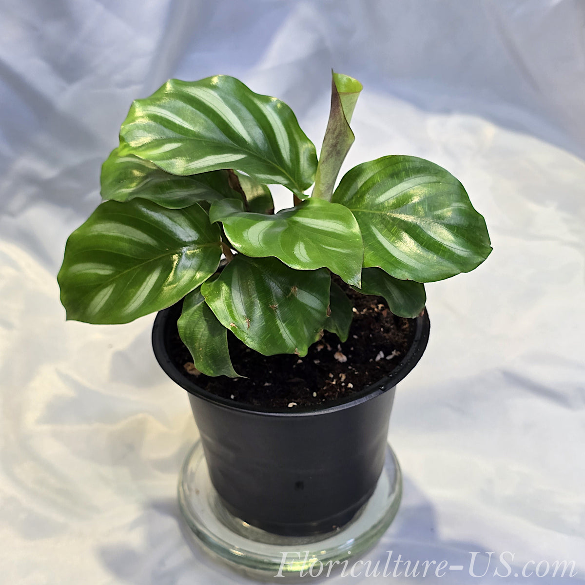 Potted Calathea Orbifolia exotic greenery for sale