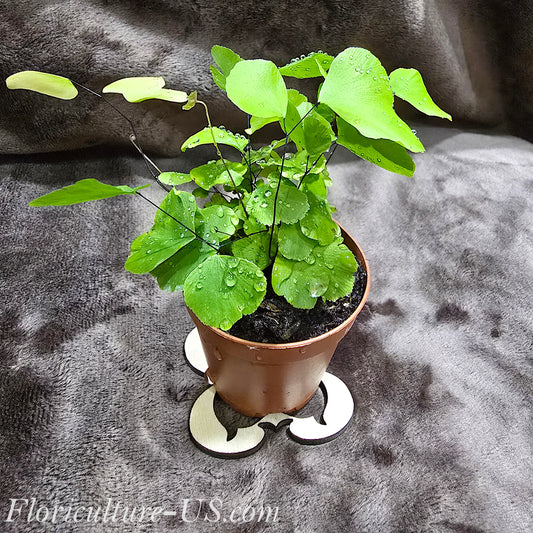 Silver Dollar Maidenhair Fern Adiantum Peruvianum live tropical houseplant shipped in a pot.